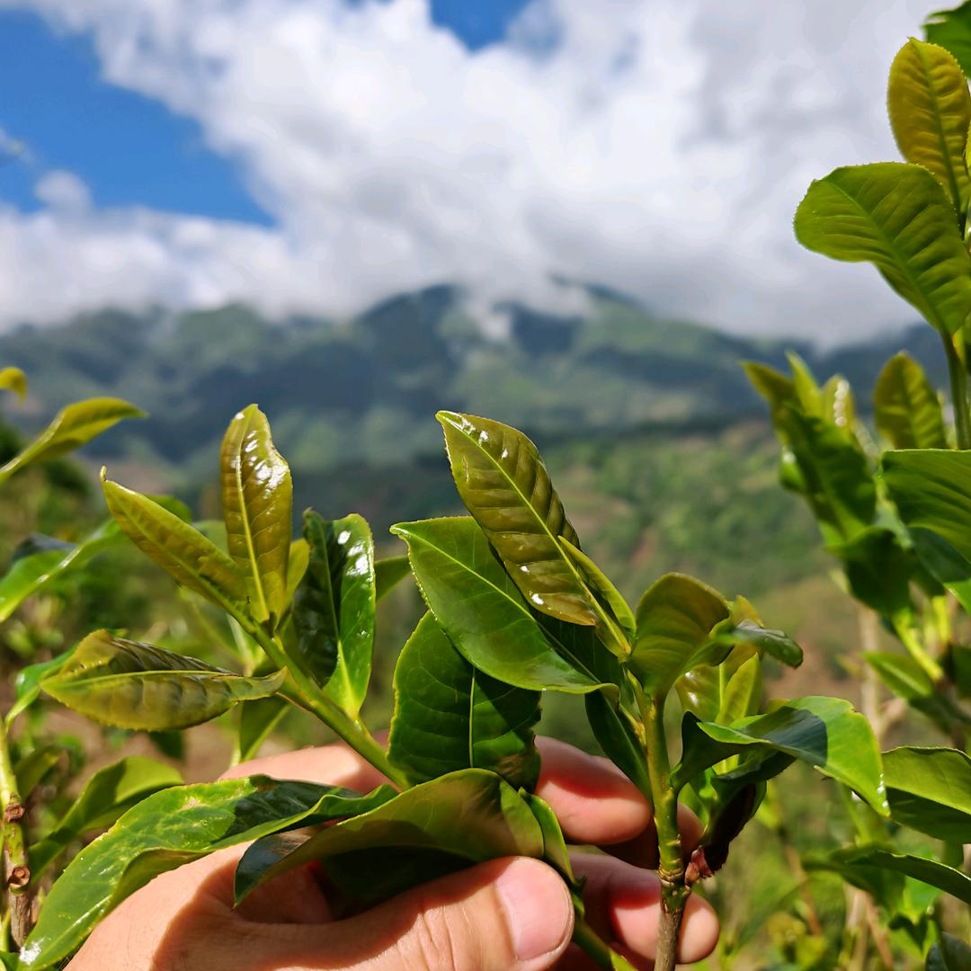 东北茶皇