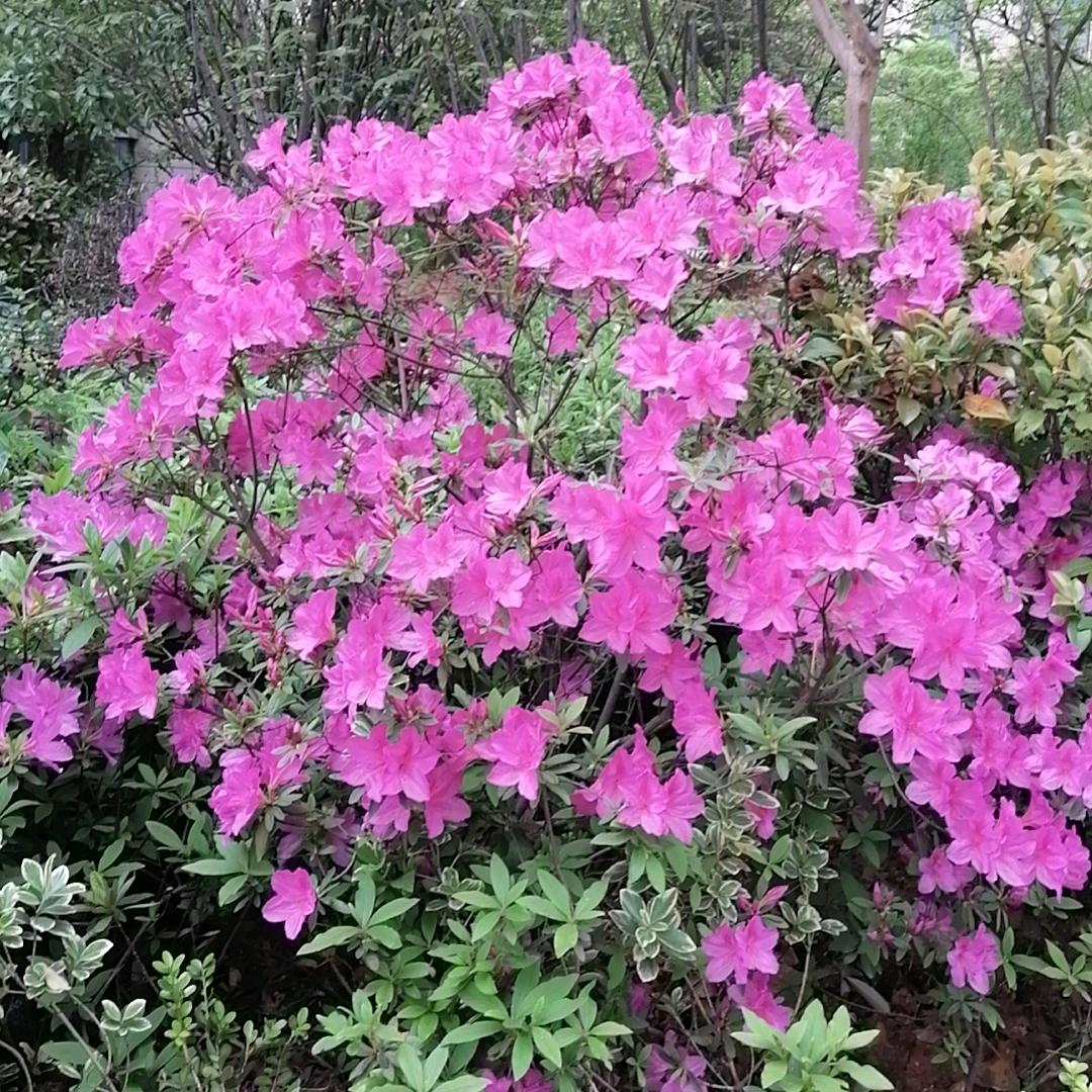 花开福贵