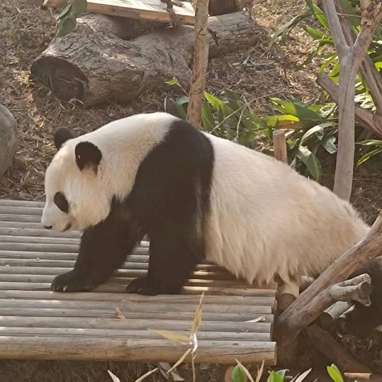 乔巴（和平晋级赛）