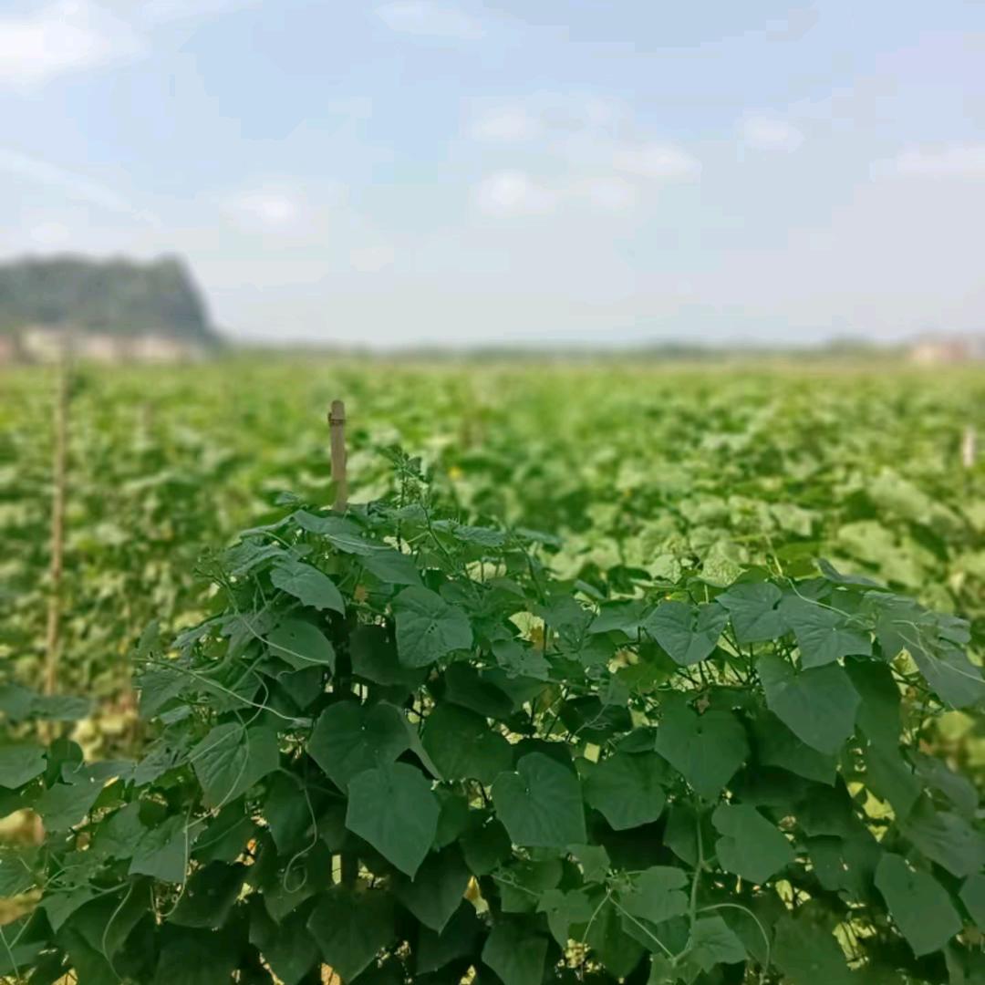 一棵树下的故事电影