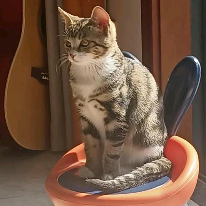 👉喵喵“粉条”👈