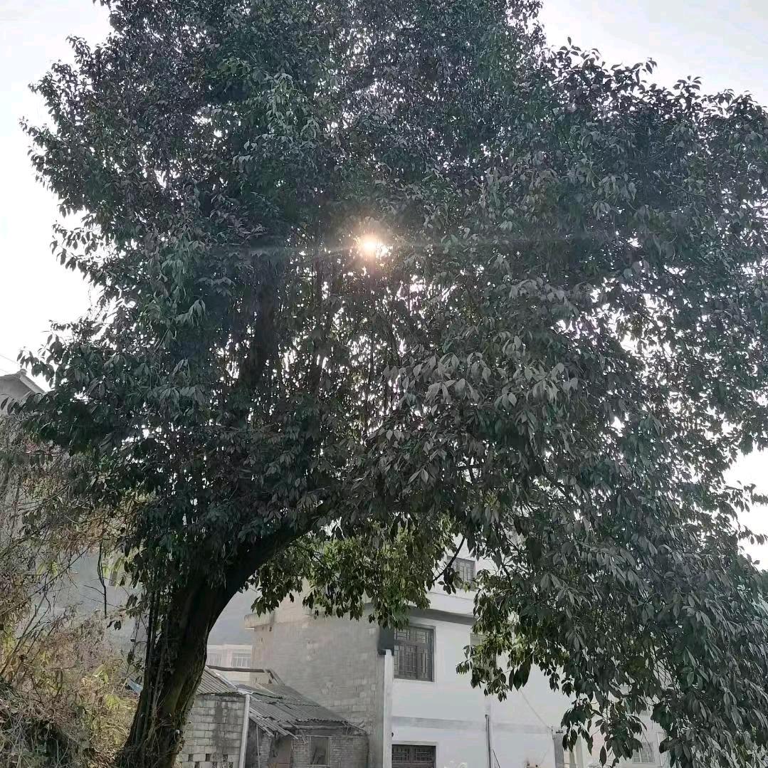遵义金弹子盆景园艺中心