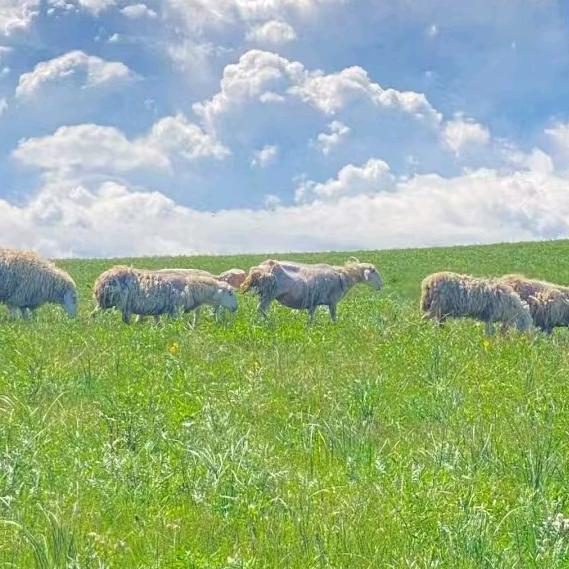 清真肃南高山牛羊肉金昌店（淘小惠超市）