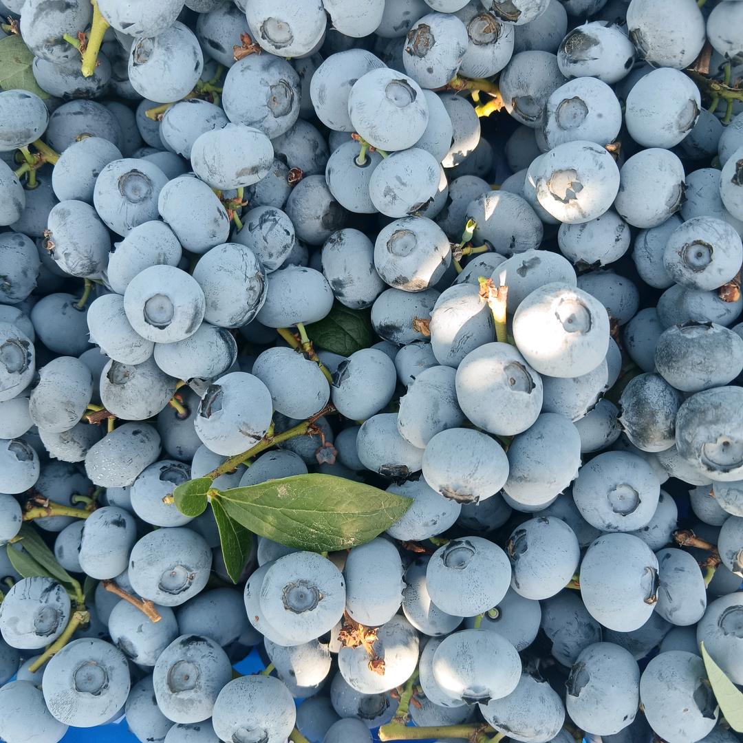 大宝蓝莓🇨🇳