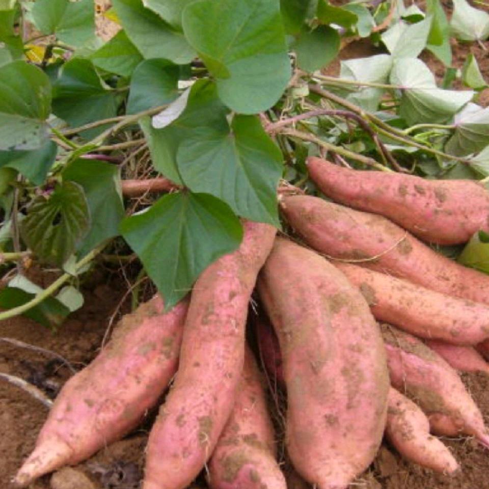 正哥烟薯25批发