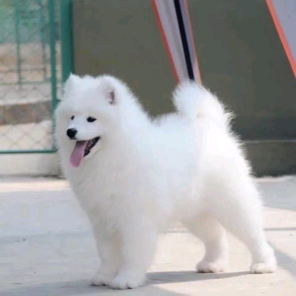 孤单的人