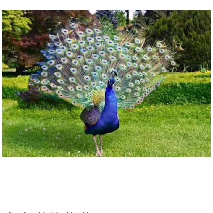 老家黄姐