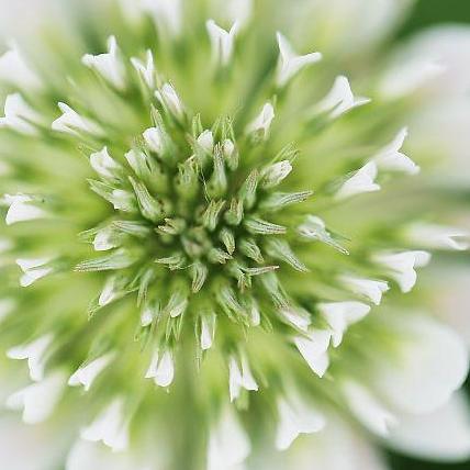 哦是这样可以咯