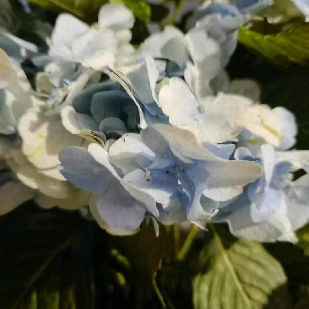 Tear