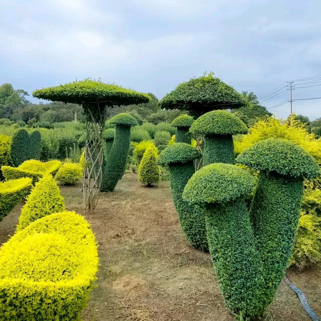 花之语苗木