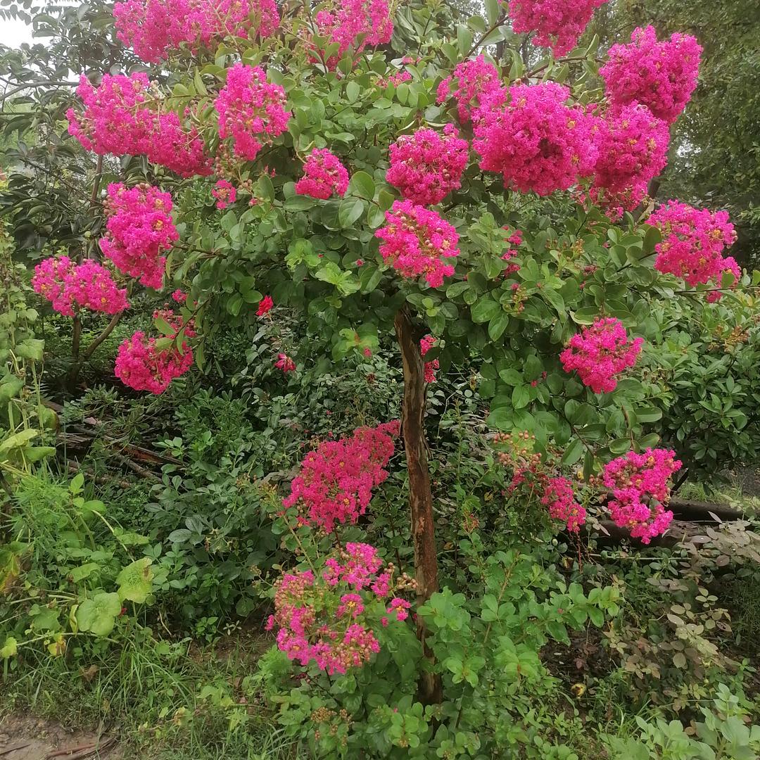 平安一家