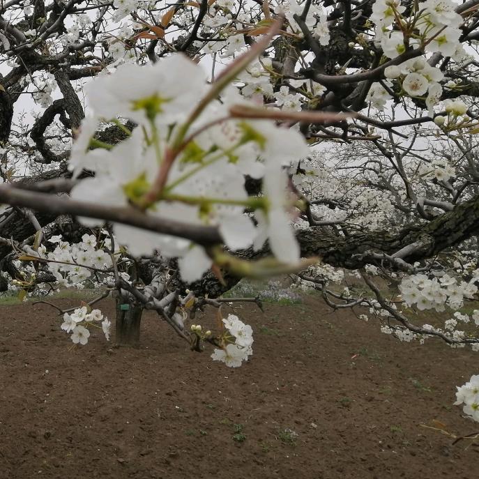 老师野生弟子