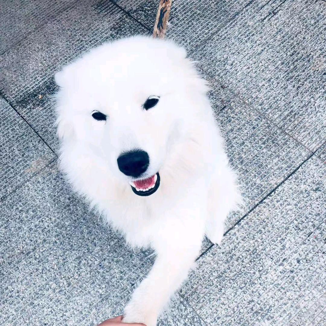 ¥