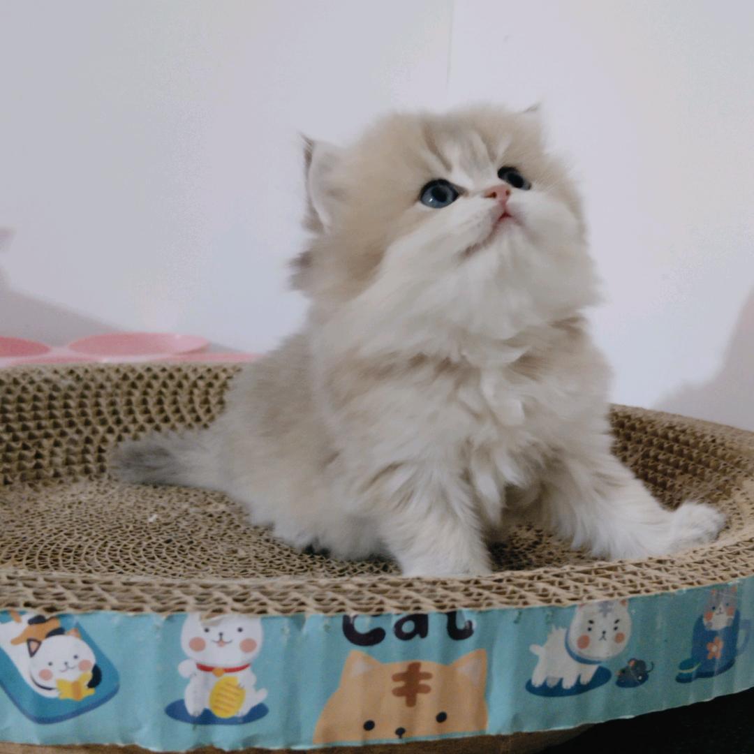 海哥家的猫