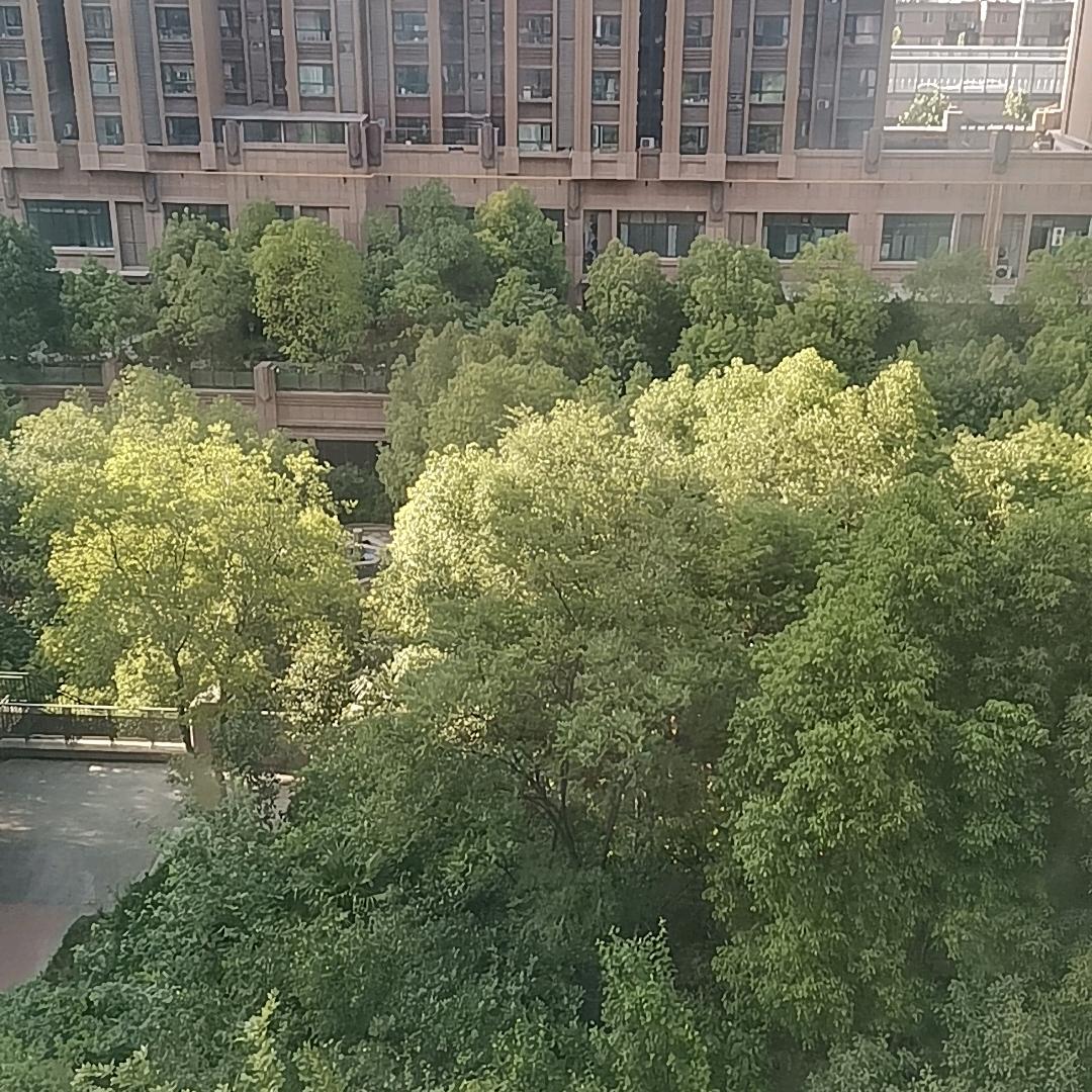 楠楠