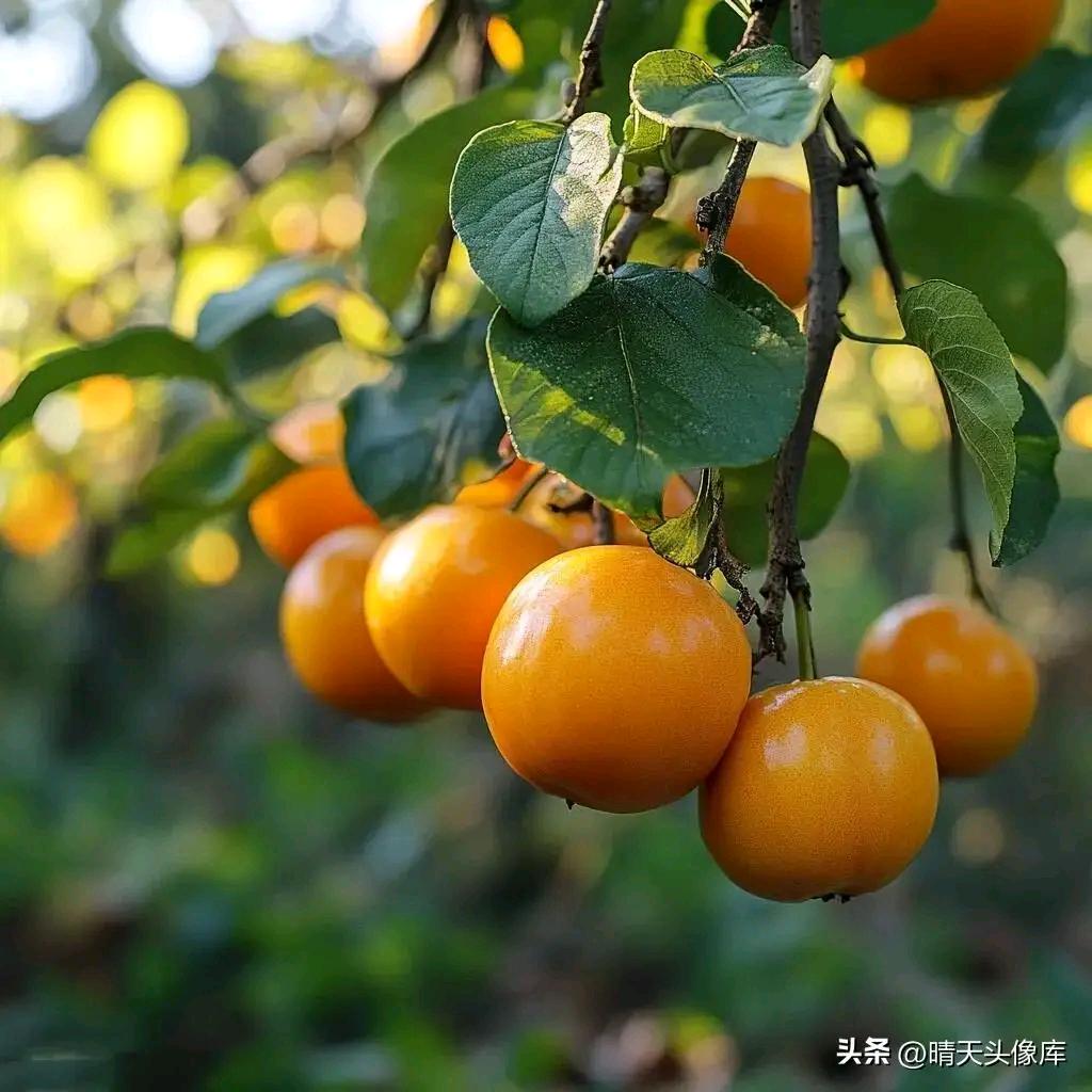 🍎雨润福生🍎