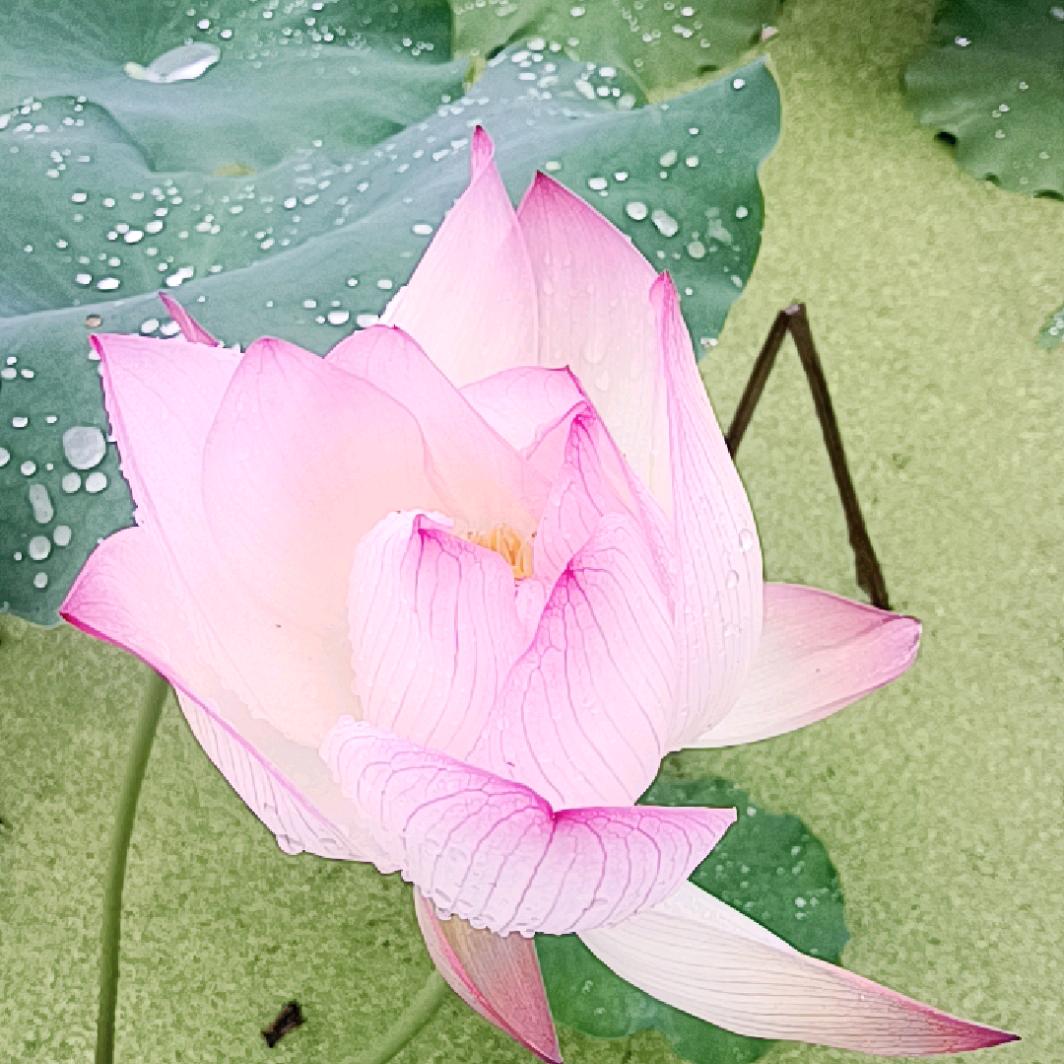 湘杨yang