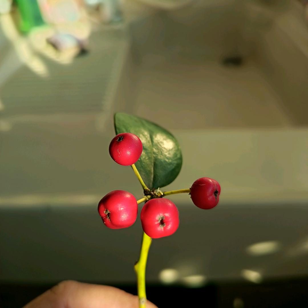 暴躁小毛驴