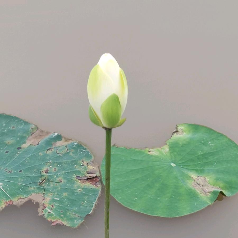 恩加多