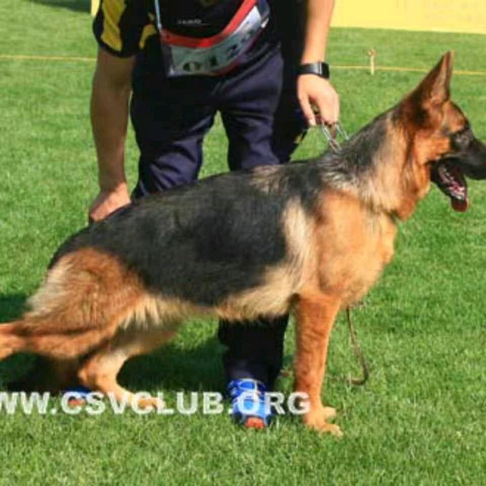 西安杨峰一登犬舍