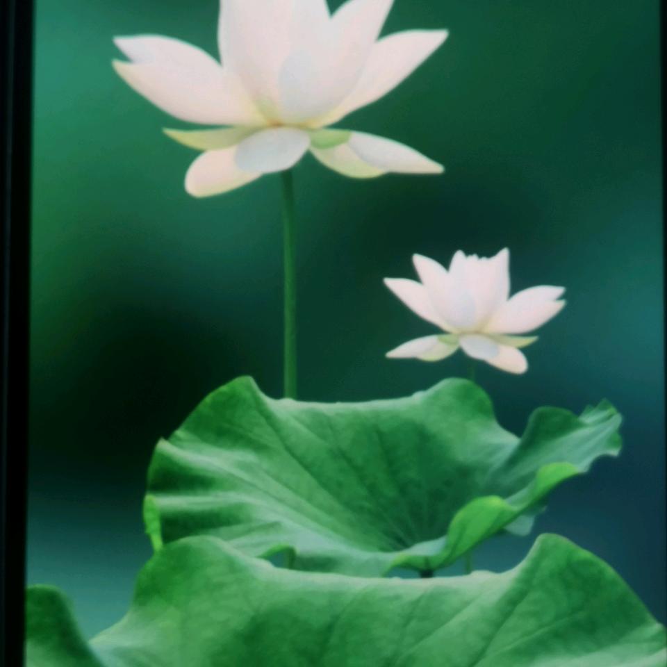 用户2740834311449曹