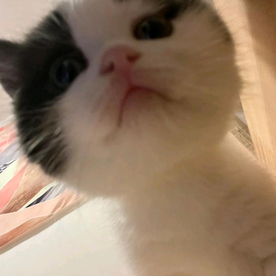 不吃豆芽的小羊🐑