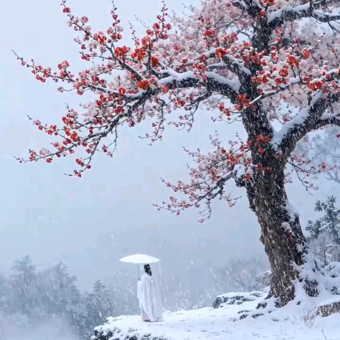 🥀伤不起🌹🌹🌹