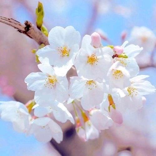 惊喜广告商（音乐）