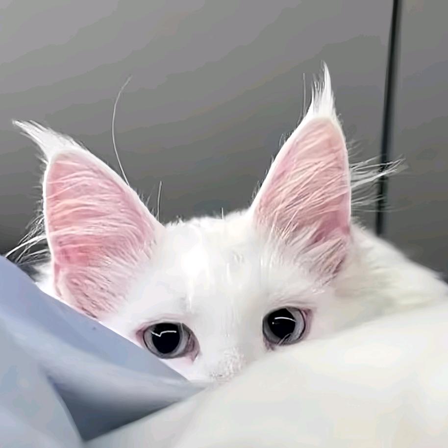 喵^-^