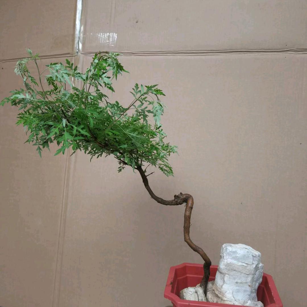 太行情缘盆景素材