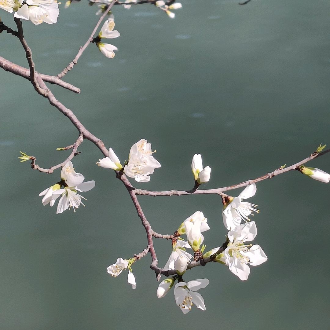 丑小鸭头像