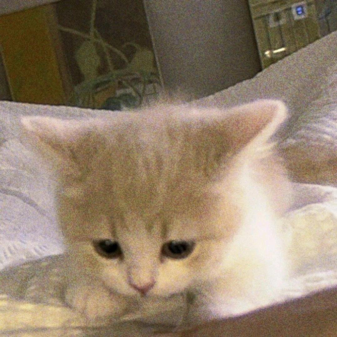 小黑