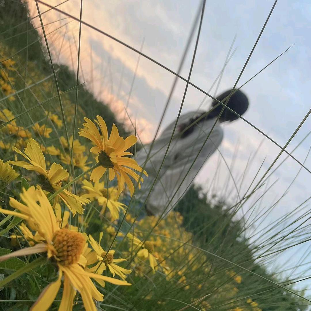 洧川邱中乔生发黑发