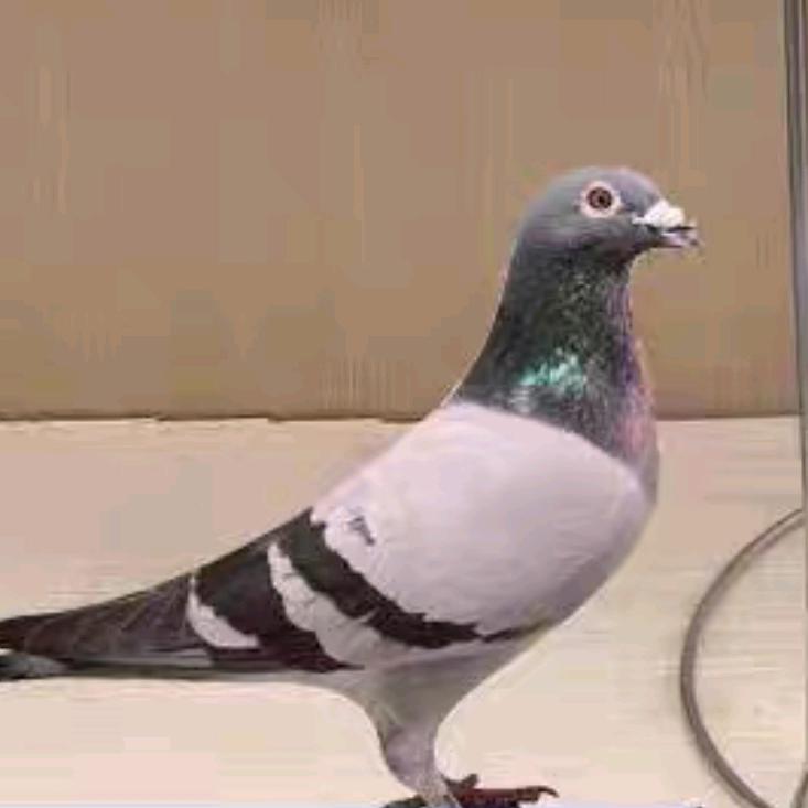 爱❤️鸽🕊️全自动用品