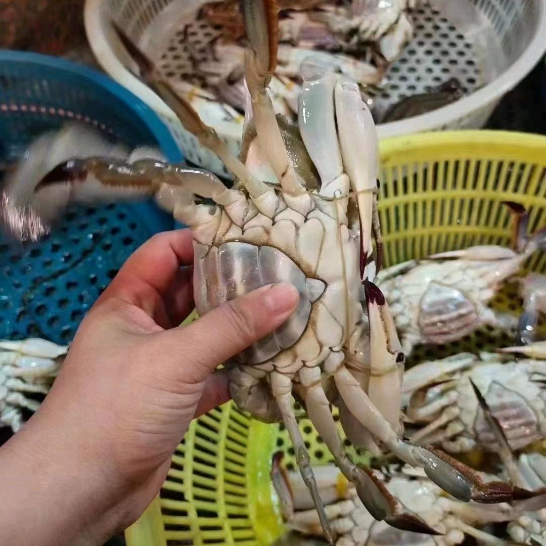 渤海湾海优鲜
