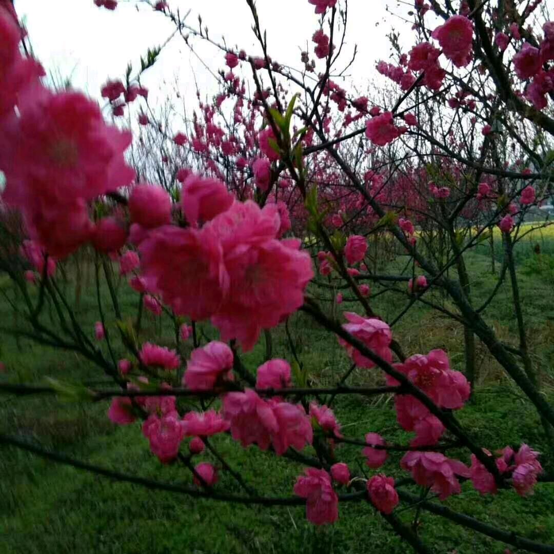 @🌹🌹冷暖有相知🌺🌺🌺🌺