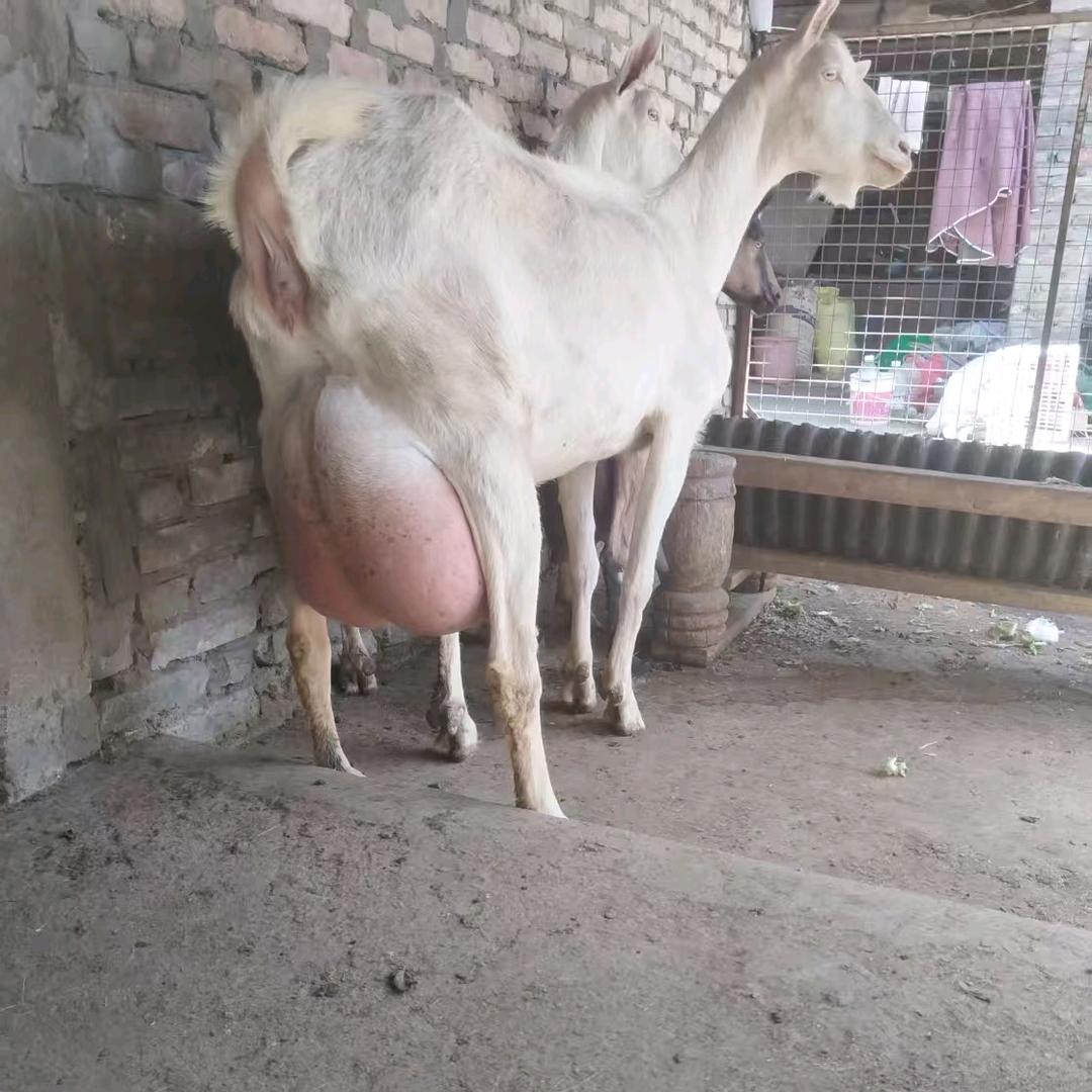 奶羊飞飞