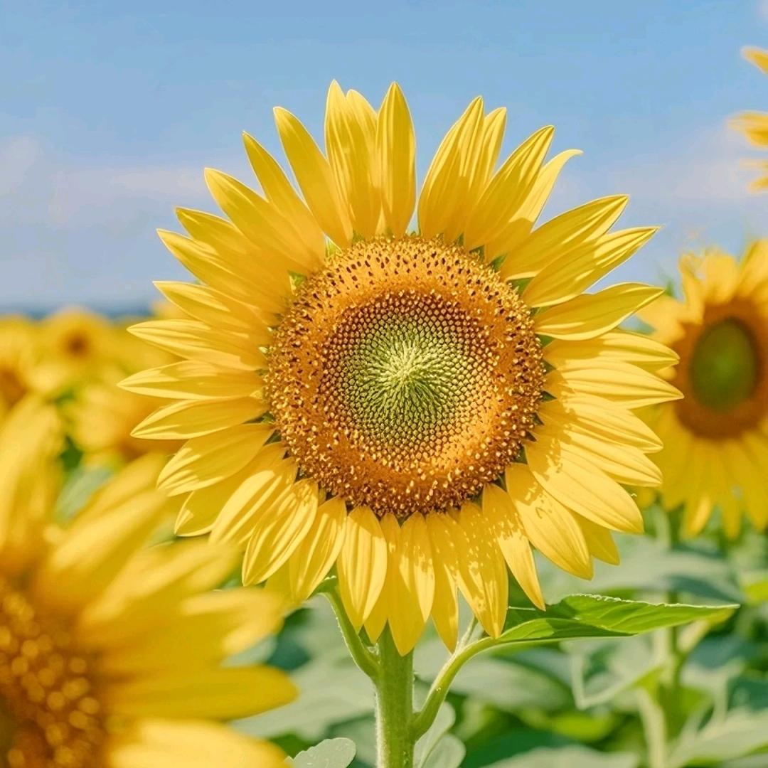 桦