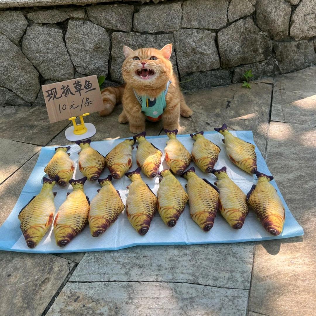 猫粮全都输光啦