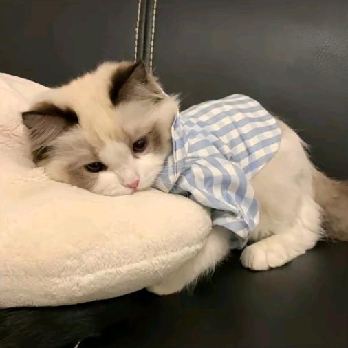 致富小天使👼