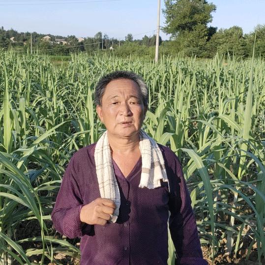 乡村老蔗农
