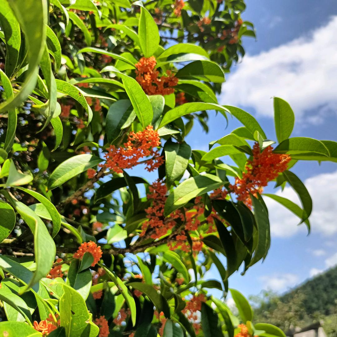 桂花飘香