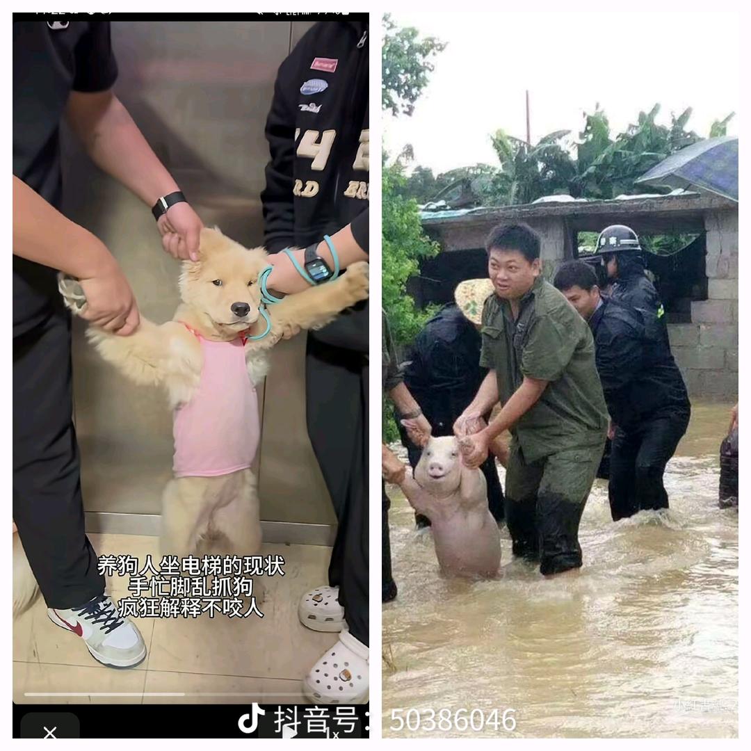 短耳兔小胖