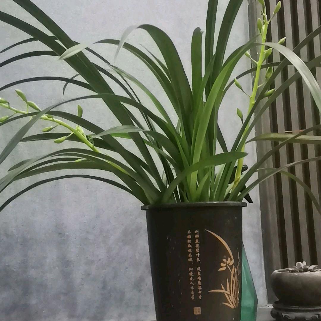 心海涛声