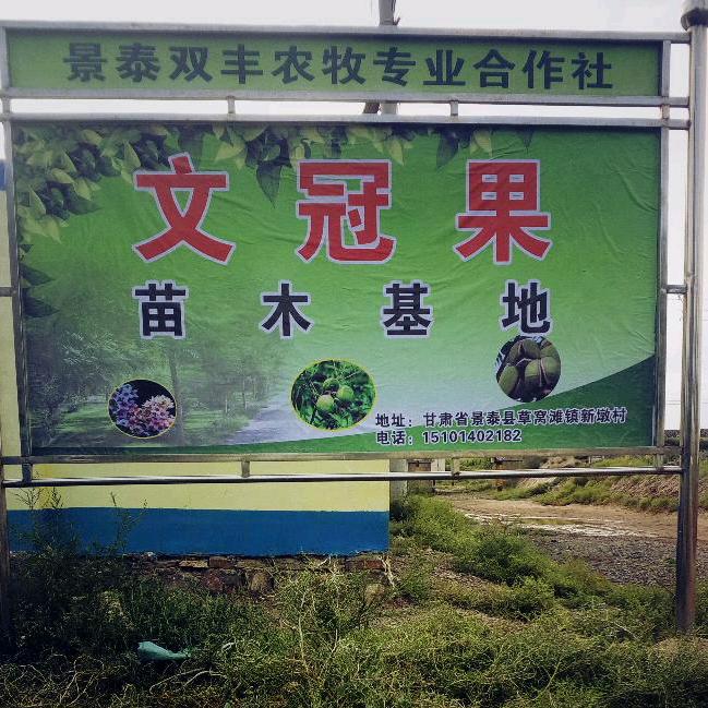 双丰农业商贸文冠果苗木基地