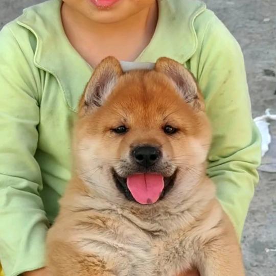 中华田园犬