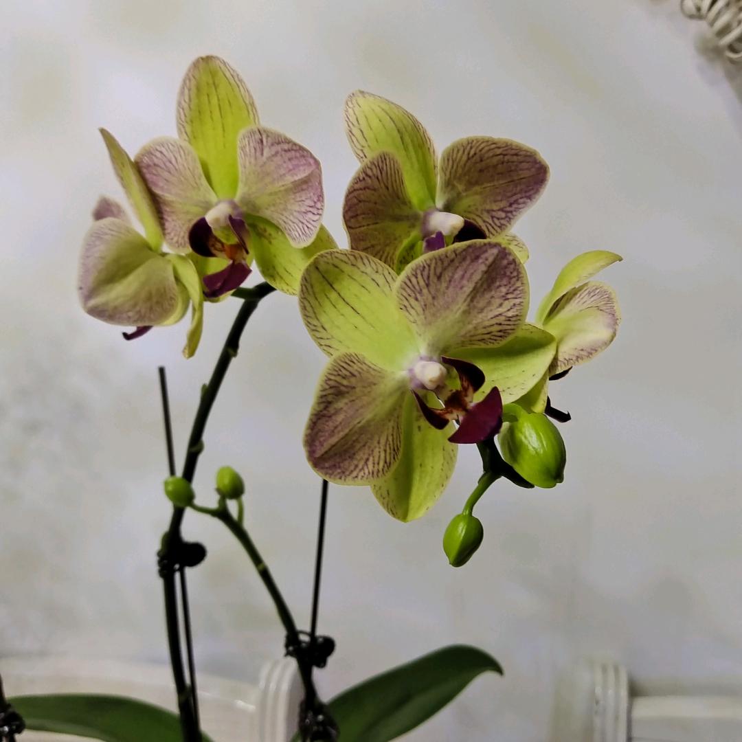木棉花