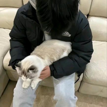 李麻敲