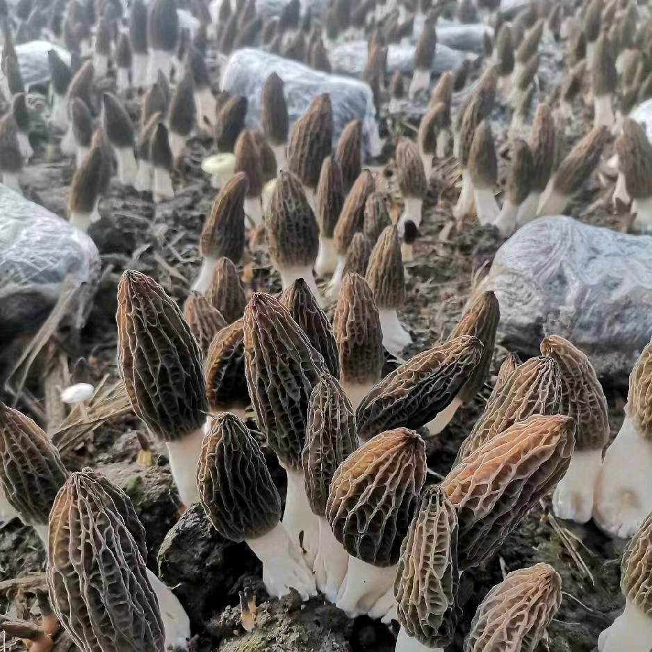 🍄晨曦菌业