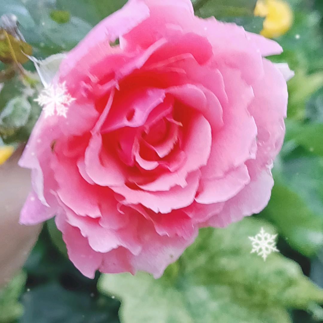 希望在明天
